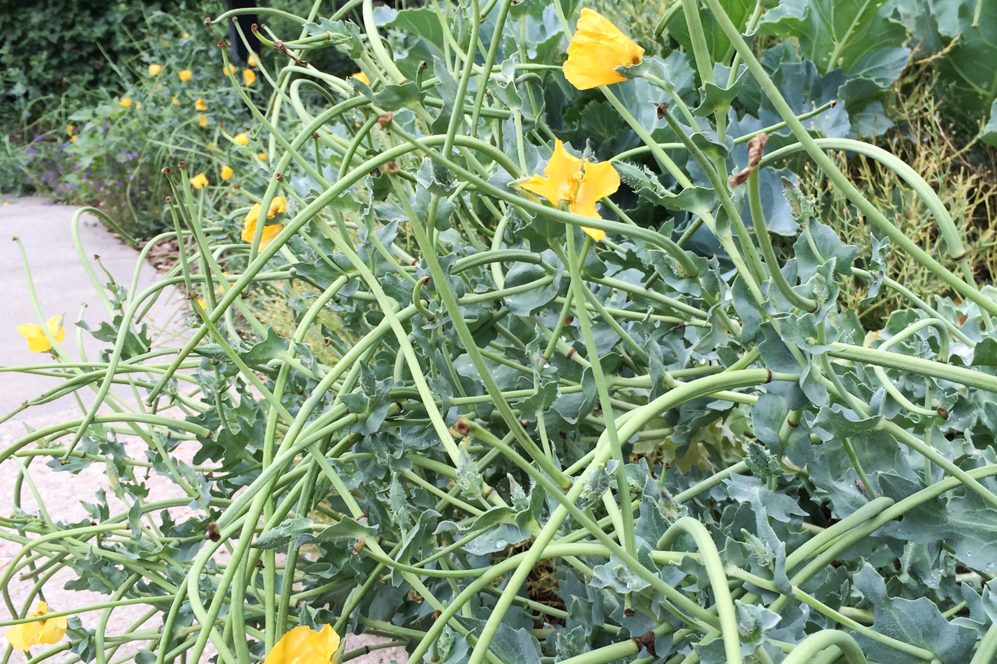 Yellow Hornpoppy